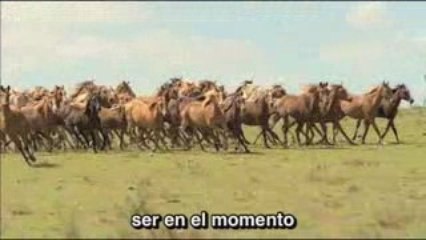 Trailer Oficial - Por Que Caminar Si Puedes Volar? Pelicu...