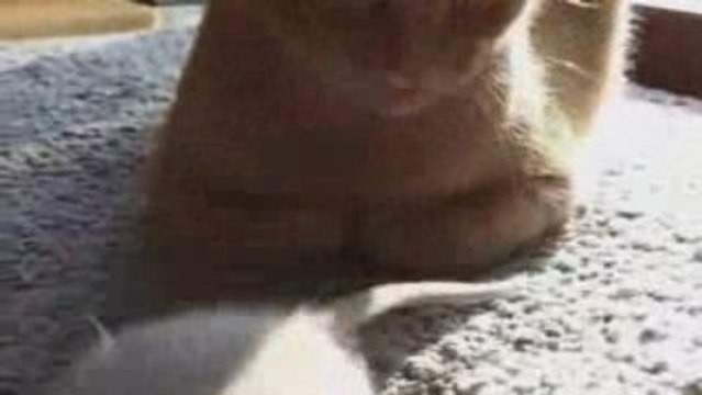 Histoire d'Amour entre un Souris et un Chat !