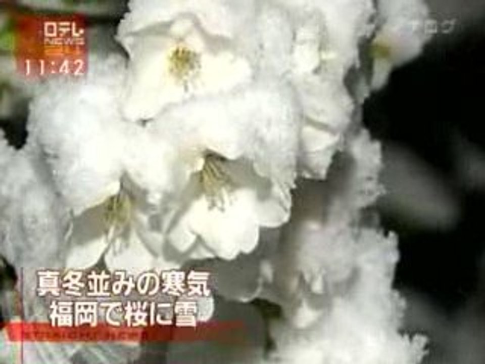 Sakura neve