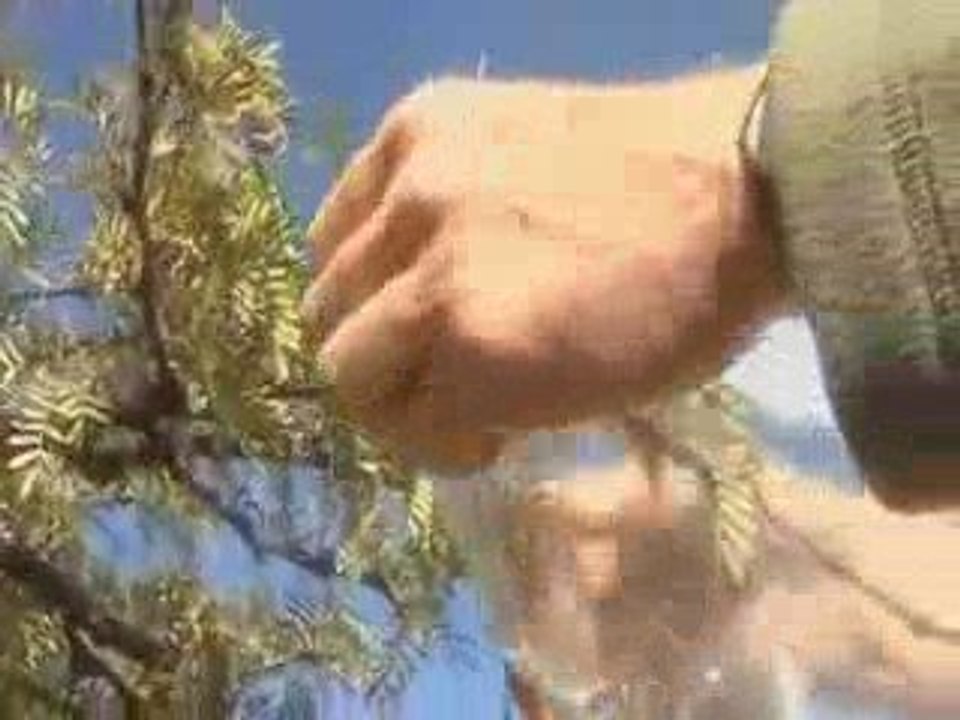 Communication_des_plantes_3_3