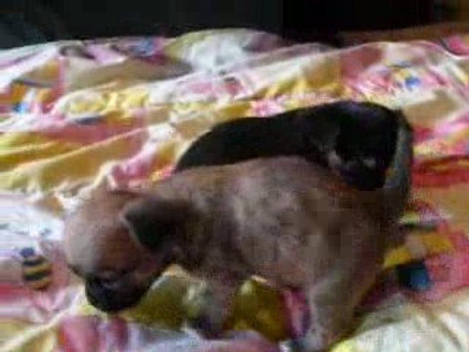 chiots tag premiers pas