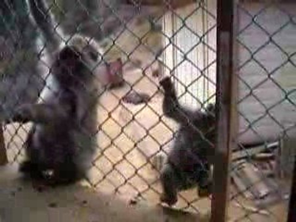 Ramiel nourrit les singes d'Arashiyama