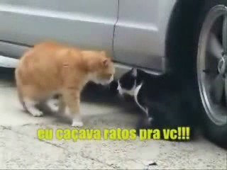 cats discussing their relationship