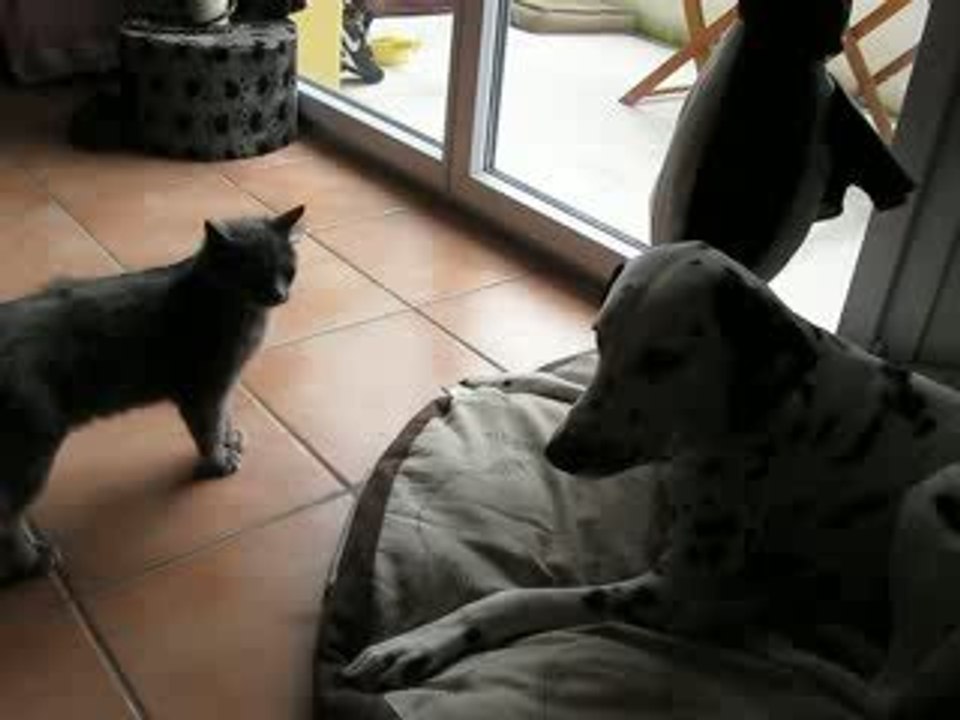 chien vs chat!!!!!!!!