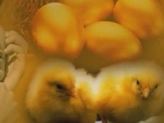 Happy Easter To all My Dm Friends