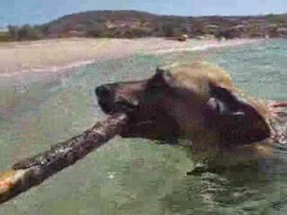 Berger allemand nage sous l'eau