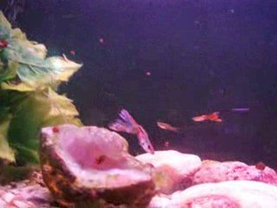 Photo 002