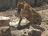 China zoo: feeding one animal to another for 5 euros