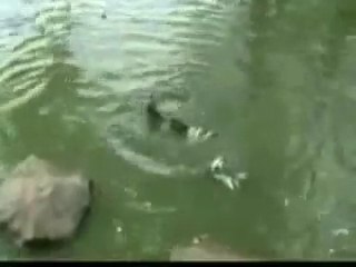 Tortue qui mange un oiseau