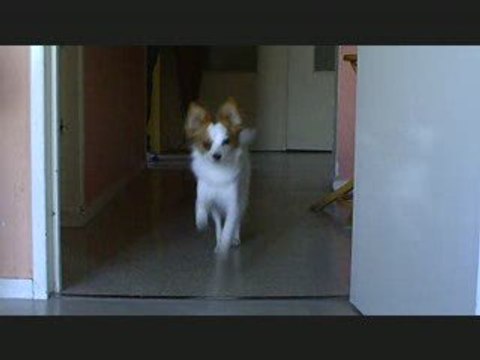 Montage photos et vidéos de ma Perle a voir très touchant