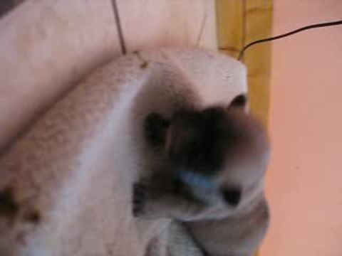 les bébés à 8 jours