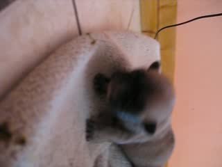 les bébés à 8 jours