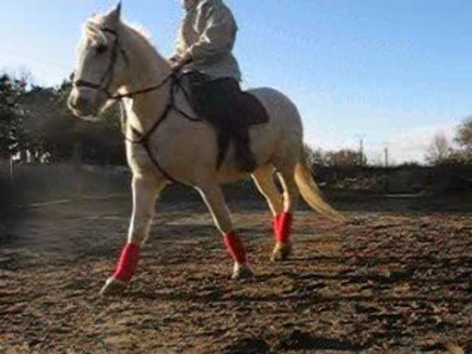 dressage