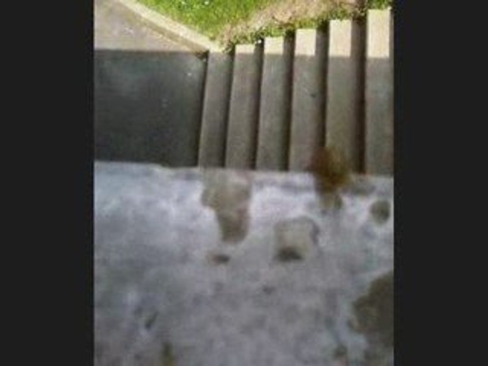 Une Chenille qui voulais voler