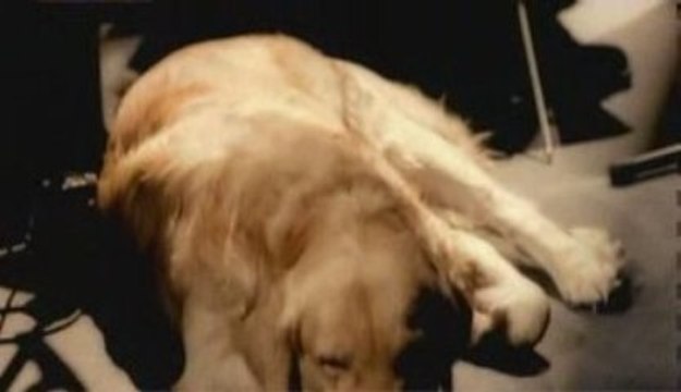 Sezen Aksu - Perisanim Simdi