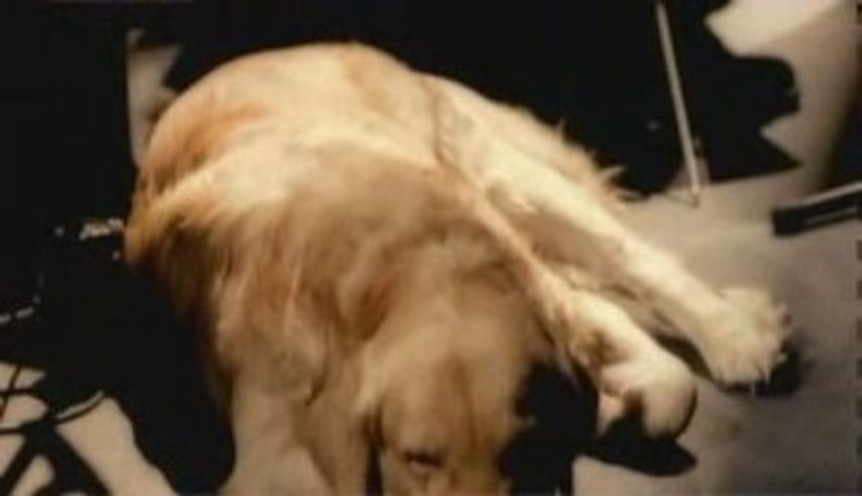 Sezen Aksu - Perisanim Simdi