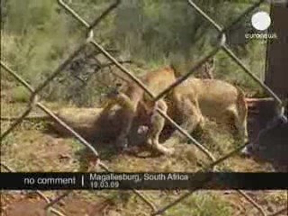 Hugs with Lions tounsi tunisie