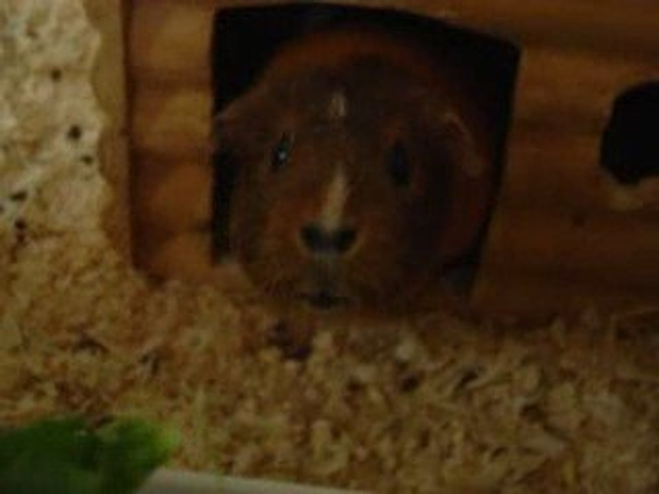 cochons d'inde