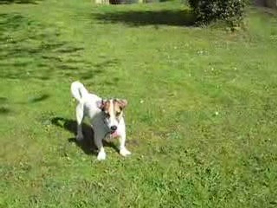 Périgord mars 2009 la balle