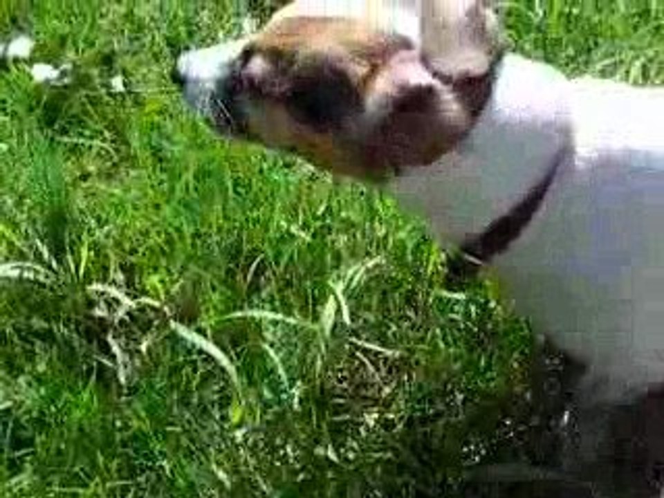 Périgord mars 2009- sponky mange l'herbe