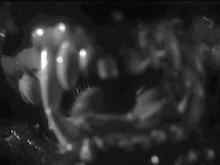 Resident Evil 1 intro