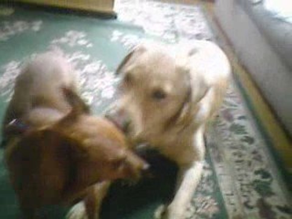 nini et lulu