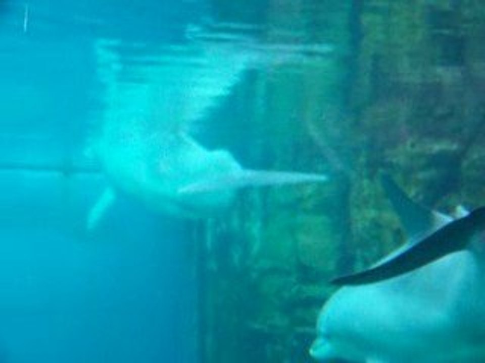 Les dauphins