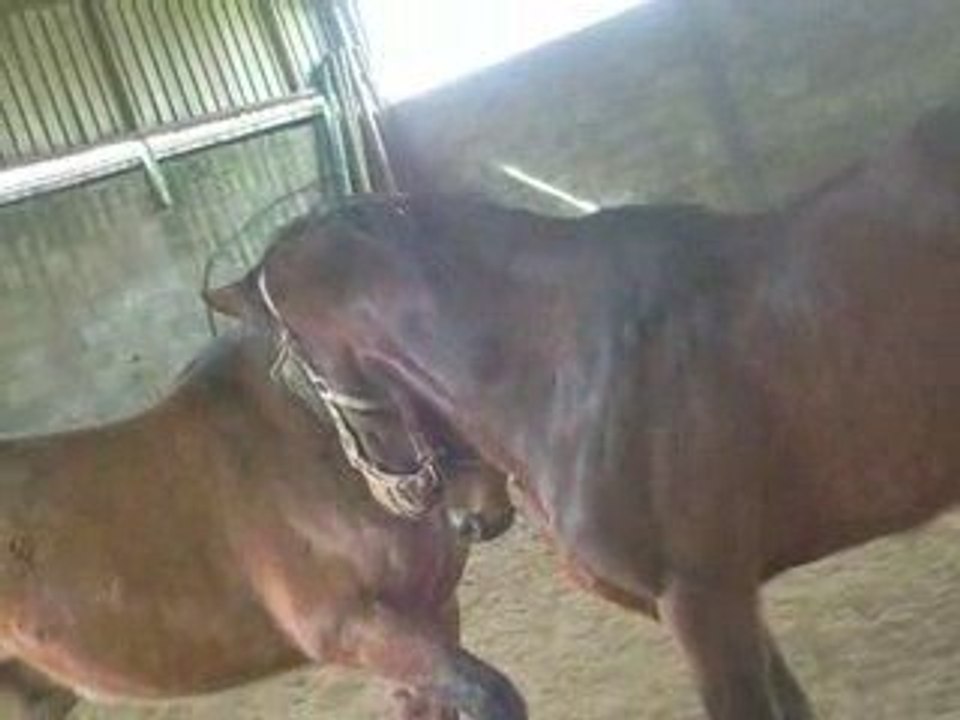 jonhy & balou