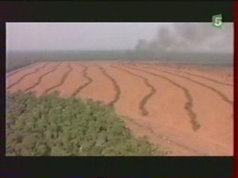Deforestation de l'Amazonie Culture du Soja 3/3