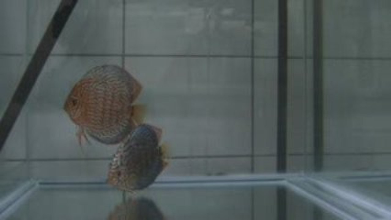 RED CURL LEOPAR DİSCUS