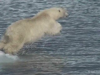 Svalbard, royaume de l'Ours Polaire