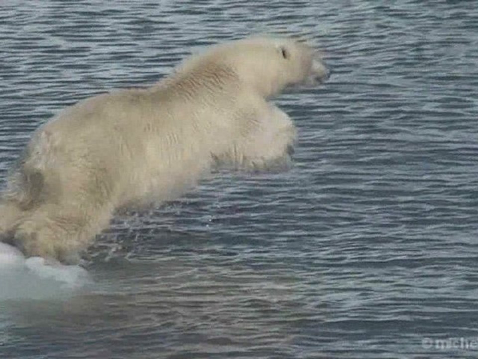 Svalbard, royaume de l'Ours Polaire