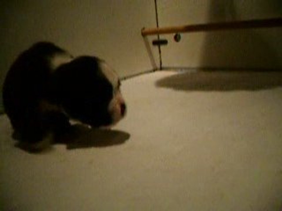 chiot boxer femelle bringé foncé à 15 j