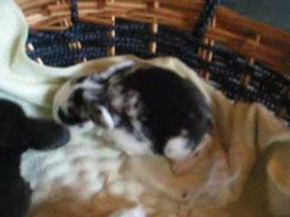 MVI_5648 bébés 11 jours