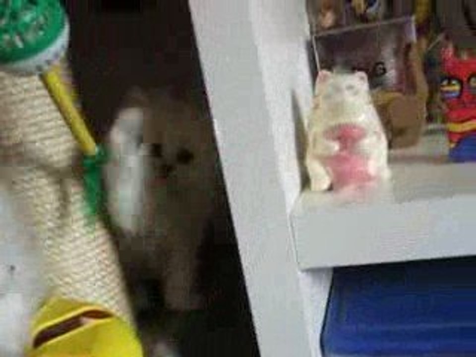 Chatons Persan chinchilla