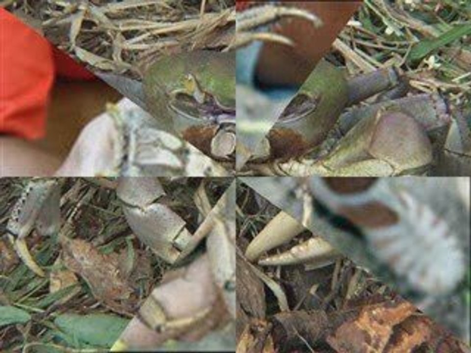 PÂQUES EN MARTINIQUE