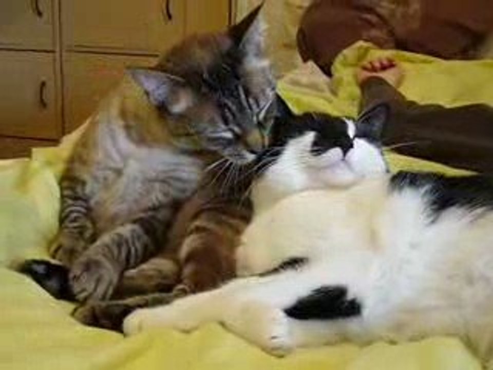 Calin encore et toujours