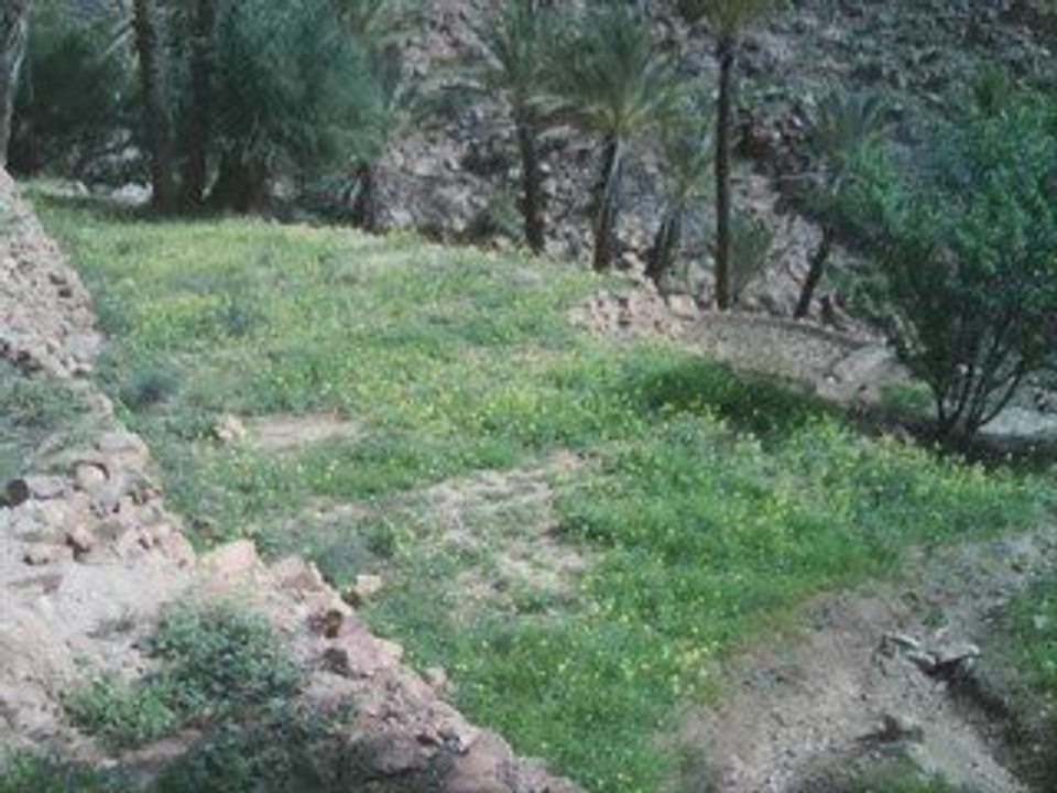 Timoulay ouaoumaloukt 2009