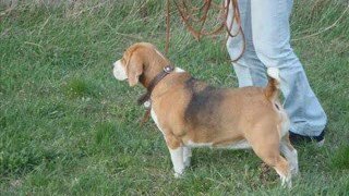 Entrainement chien de rouge