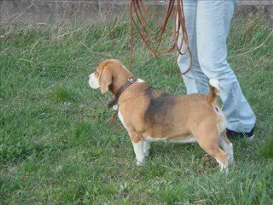 Entrainement chien de rouge