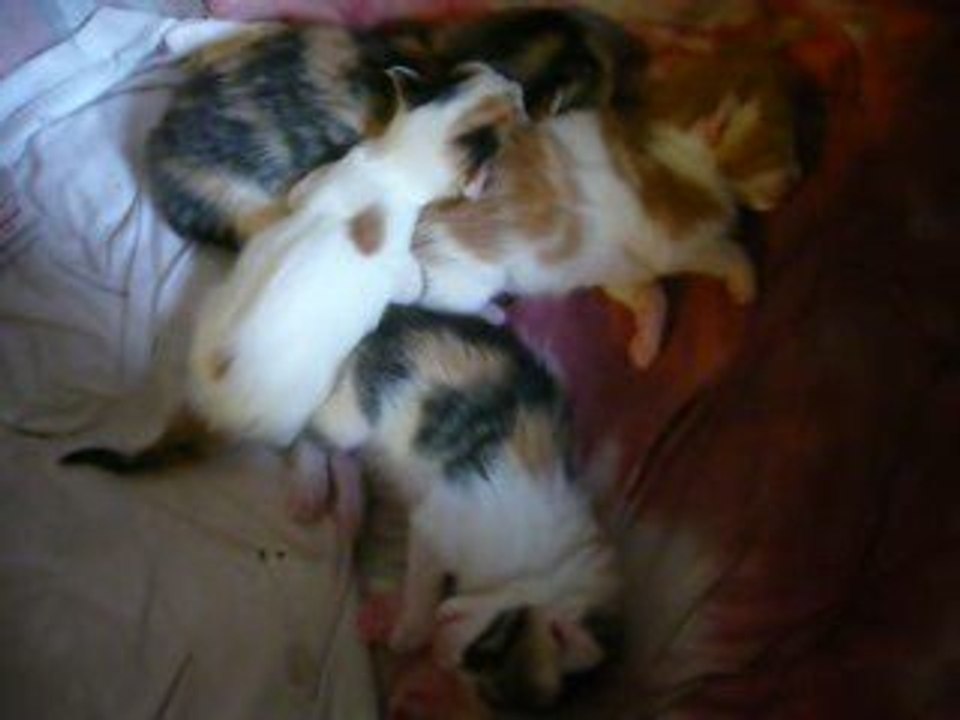 Rêves de chatons