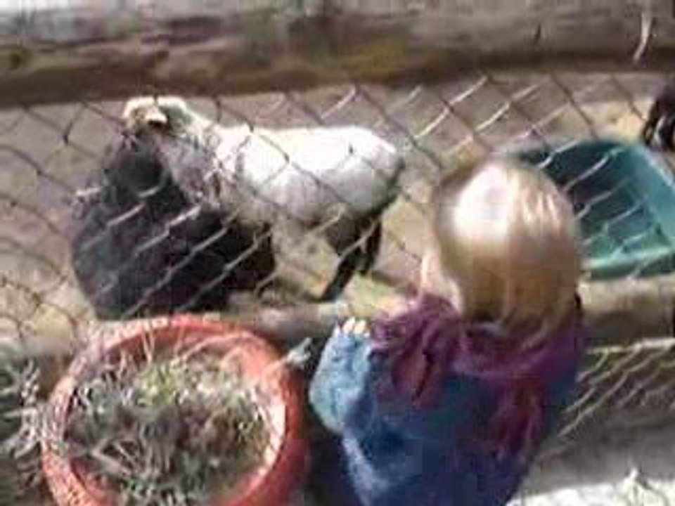 Aimie et les petites chèvres