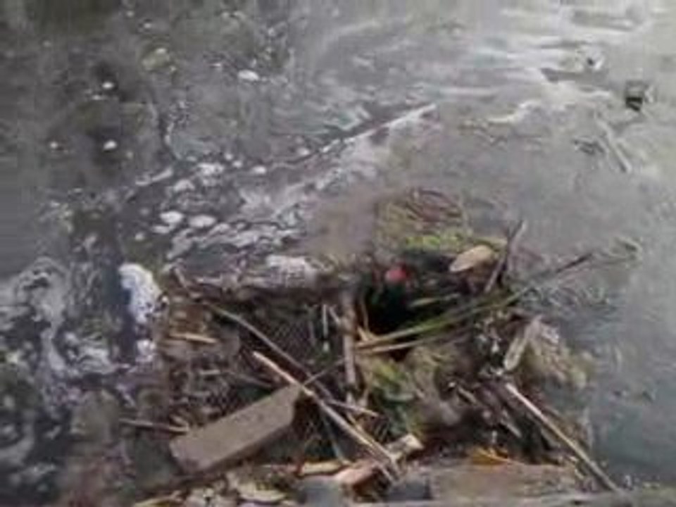 Le marais de Walygator!