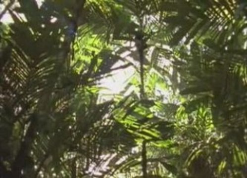 Les royaumes perdus des mayas (3/4)