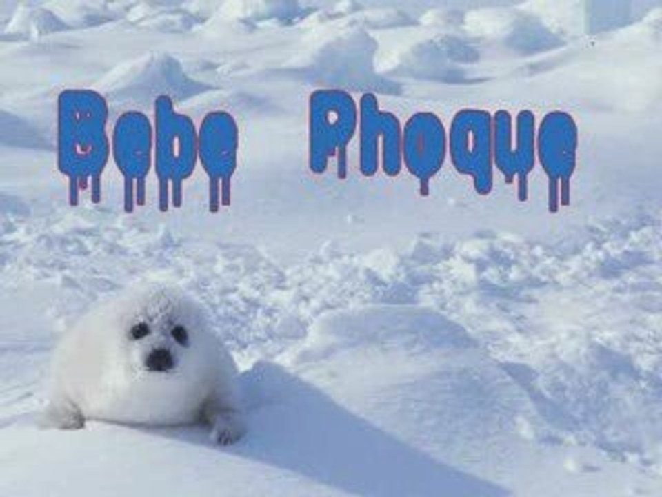 Bebe phoque (poème de Ludovic Freppaz)