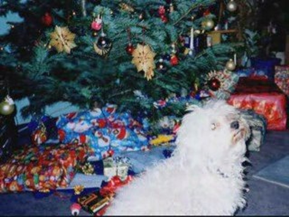 Abschied von meinem Hund Benjamin