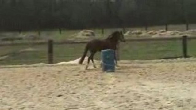 Concours éthologie Trèfle