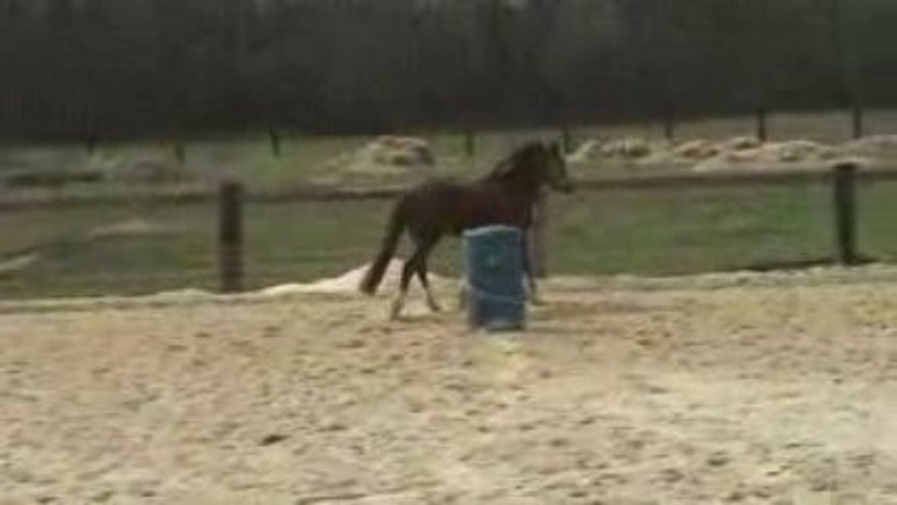 Concours éthologie Trèfle