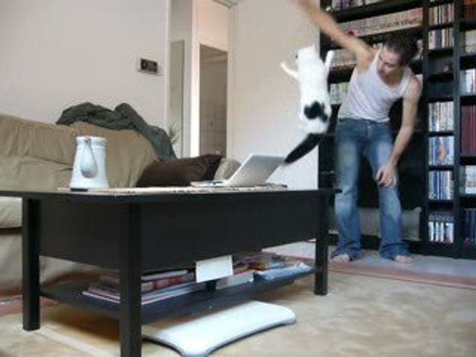 Day 2 - Cat jumping