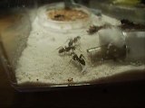 ADC partagé entre Camponotus ligniperdus et Temnothorax nyla